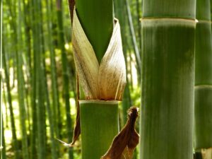 Biodegradable bamboo